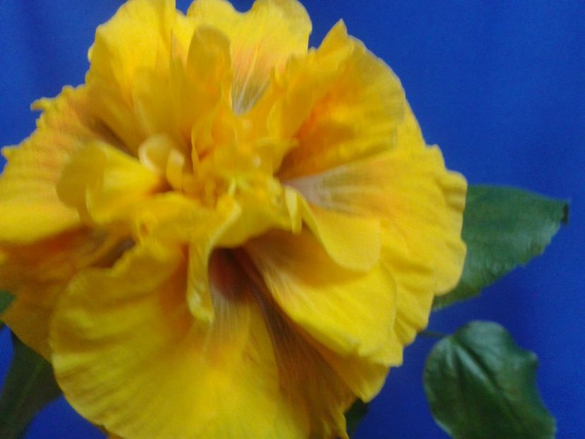 Fotografie0589_1 - HIBISCUS 2017---2018