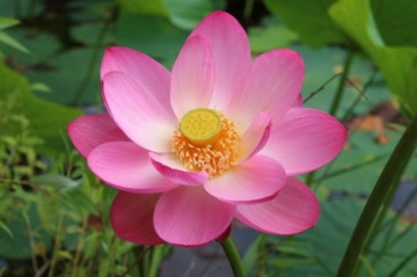 Lotus Komarov inflorit; Lotus Komarov roz 3 seminte–5 RON
