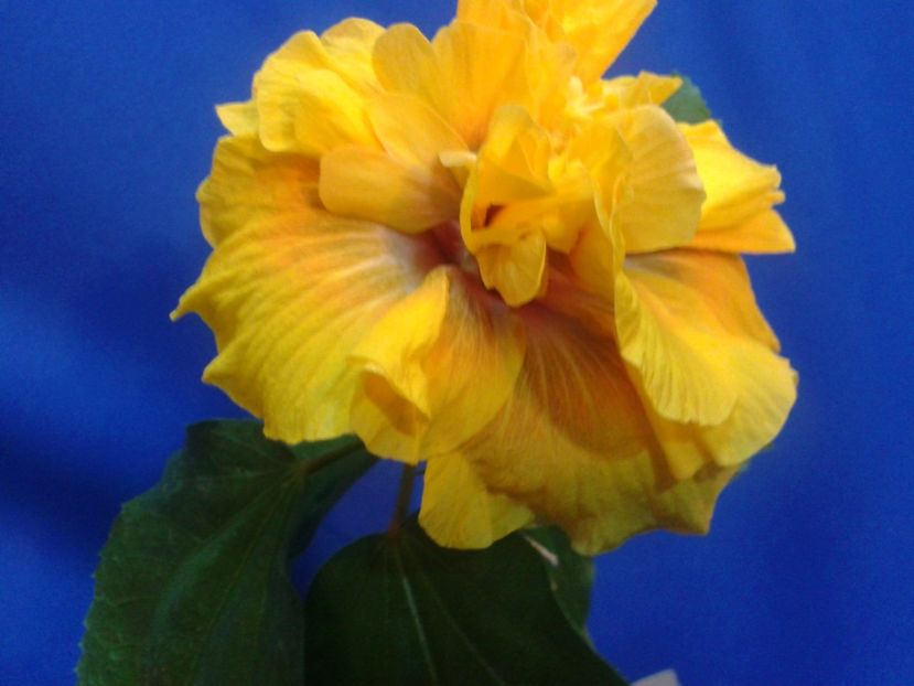 Fotografie0587_1 - HIBISCUS 2017---2018