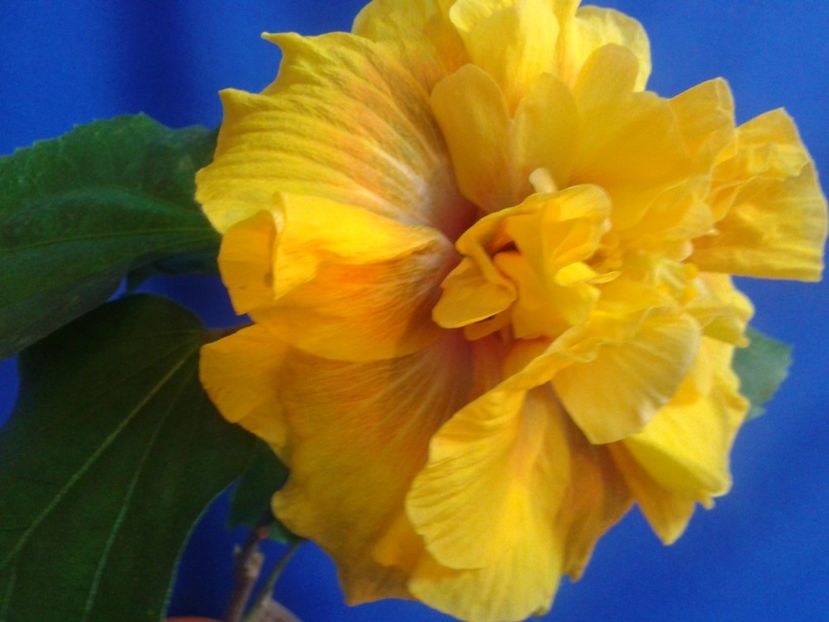 Fotografie0586_1 - HIBISCUS 2017---2018