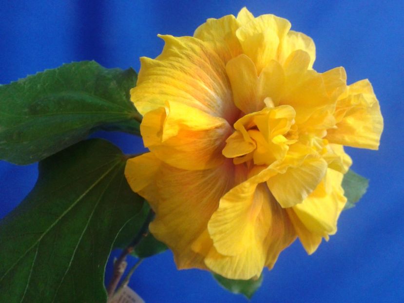 Fotografie0585_1 - HIBISCUS 2017---2018