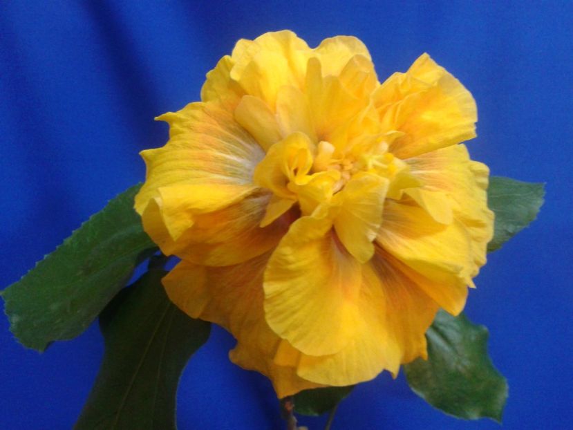Fotografie0584_1 - HIBISCUS 2017---2018