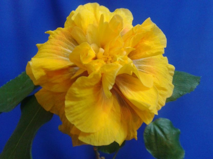 Fotografie0582_1 - HIBISCUS 2017---2018