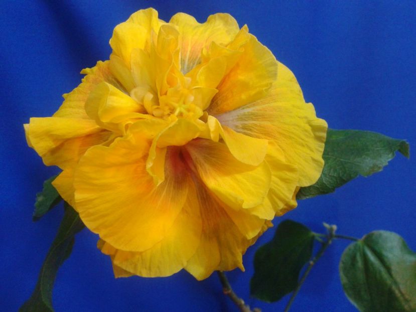 Fotografie0577_1 - HIBISCUS 2017---2018