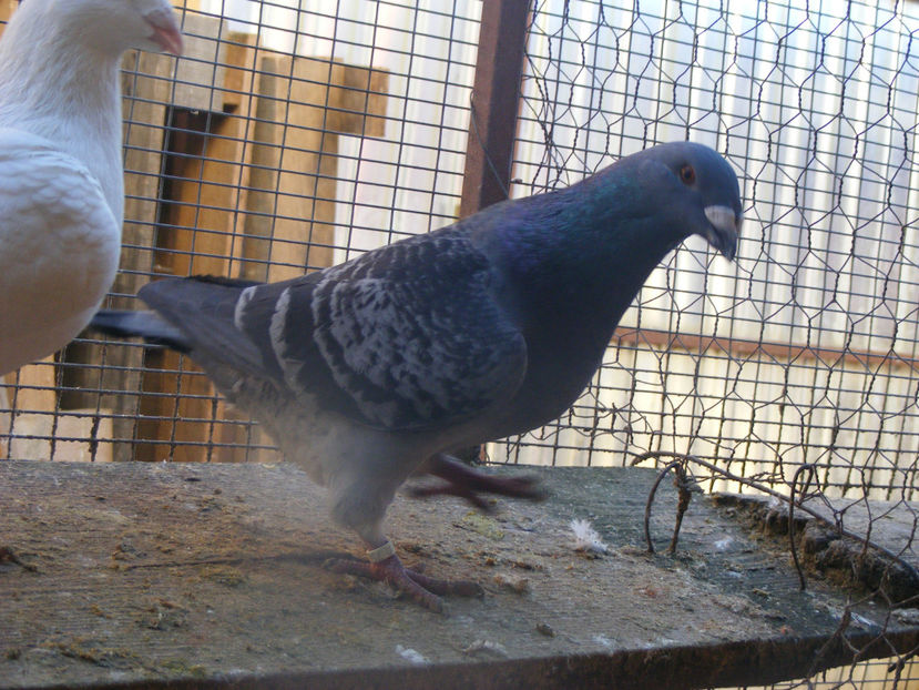 M 2016 VINDUT FEB. 2017