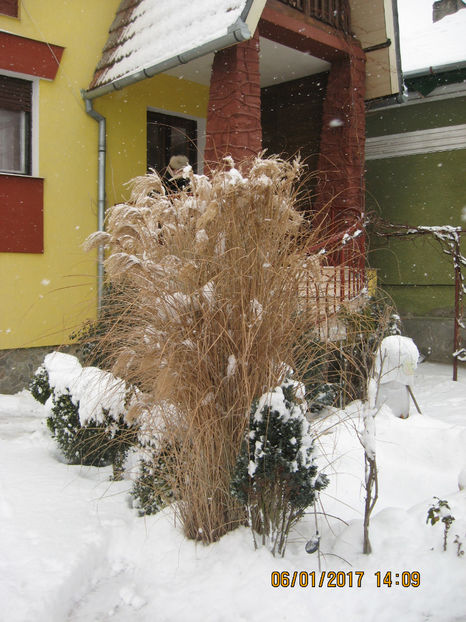 Rezistam cu stoicism si in zapada. - Flori de gradina 2015-2018