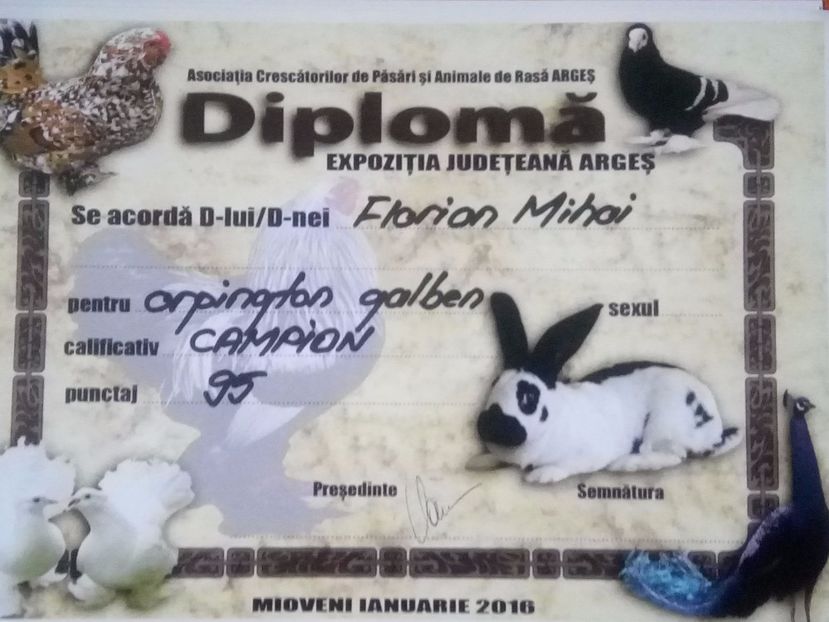  - CUPE DIPLOME SI MEDALII