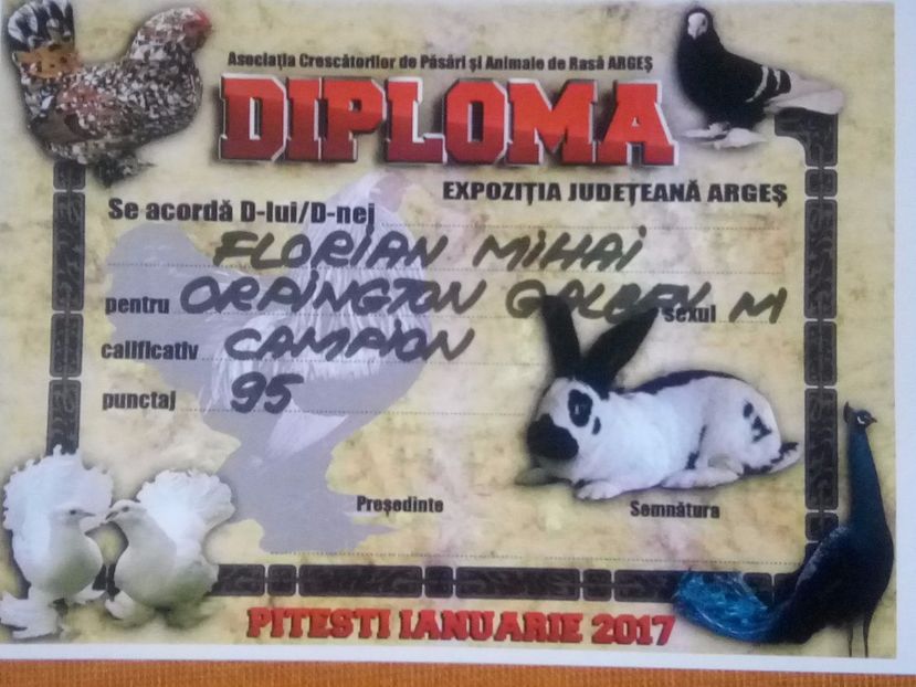  - CUPE DIPLOME SI MEDALII