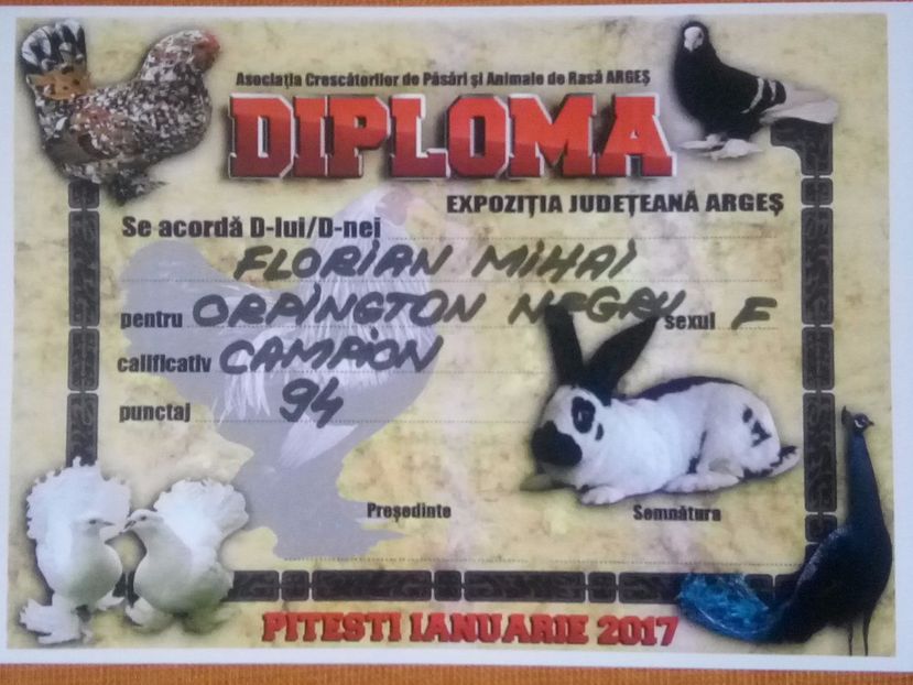  - CUPE DIPLOME SI MEDALII
