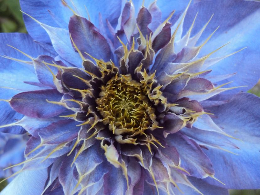  - Multiblue 2
