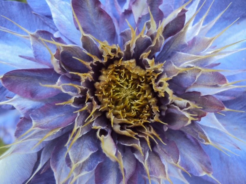  - Multiblue 2