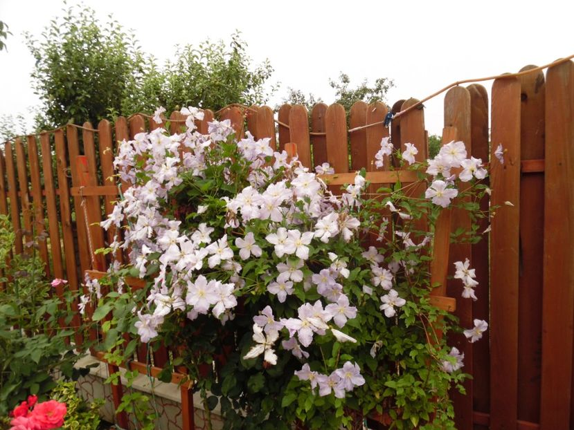 Blue Angel - clematite infloriri
