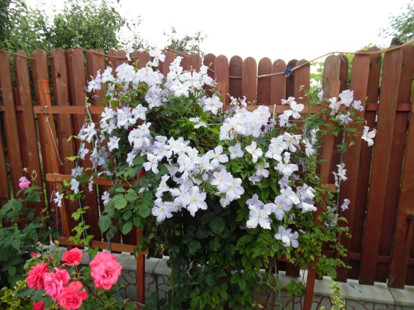 - clematite infloriri