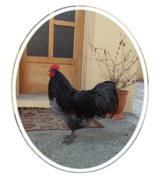 m 1 - 6 Australorp