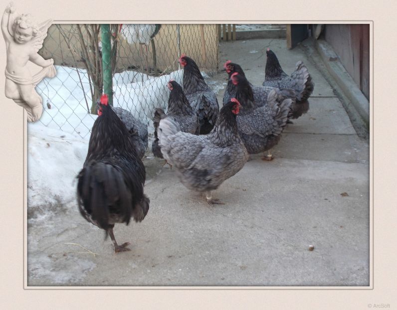 F 1 - 6 Australorp