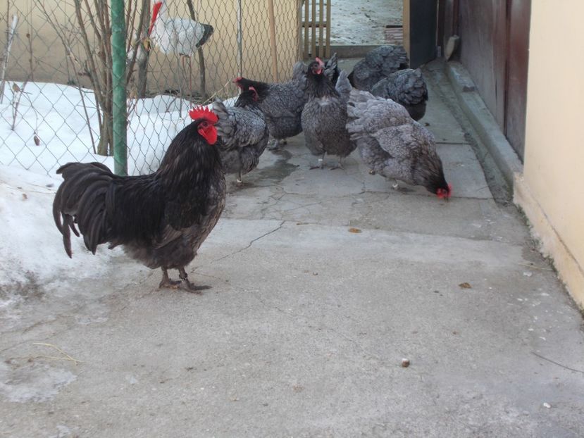  - 6 Australorp