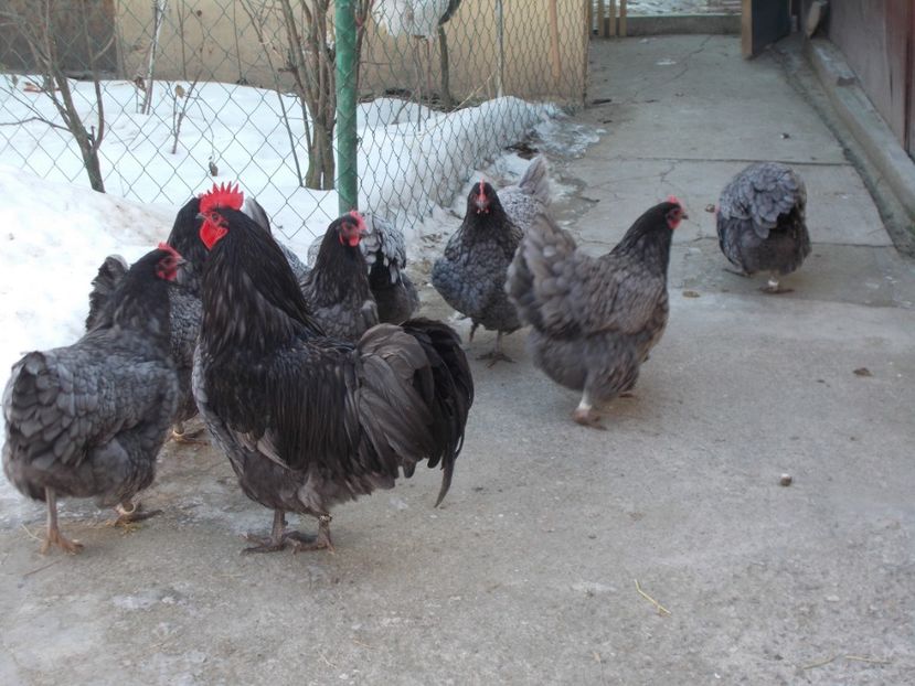  - 6 Australorp