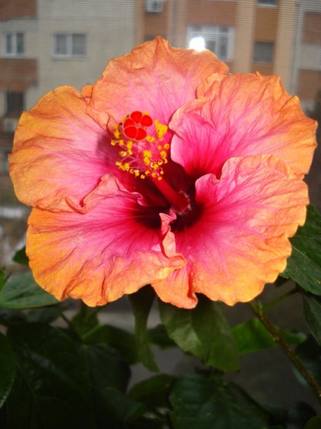  - Hibiscus Erin Rachel