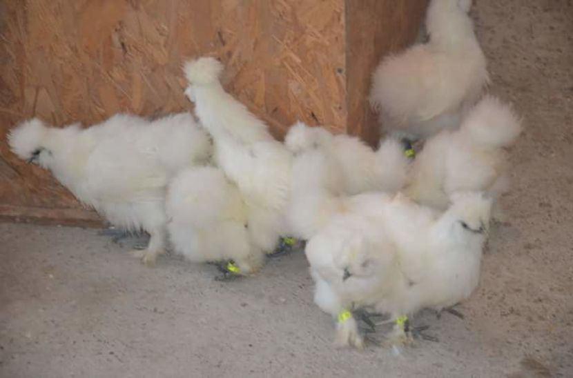 matase japoneza nov.2016