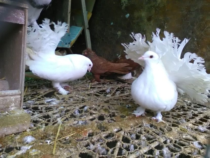 Voltati maghiari Vinduti - Porumbei vanduti