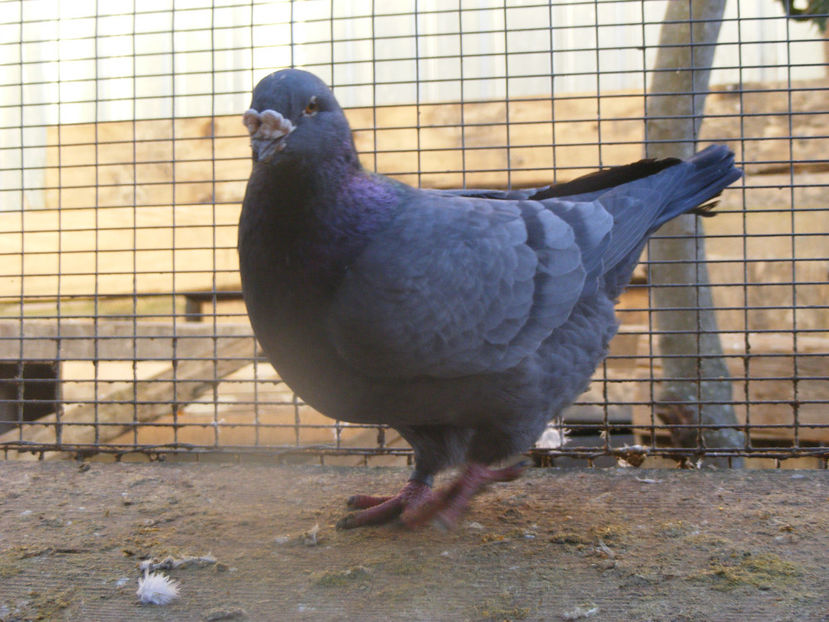 M 2014 VINDUT FEB.2017