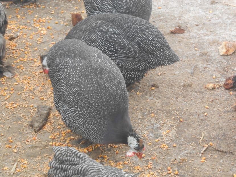  - animalutele mele