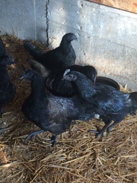 image - ayam cemani