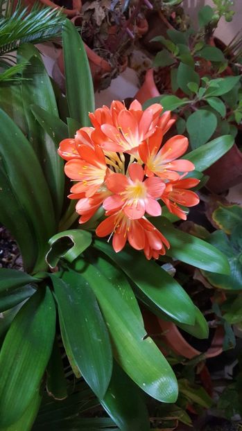 Clivia - Clivia miniata