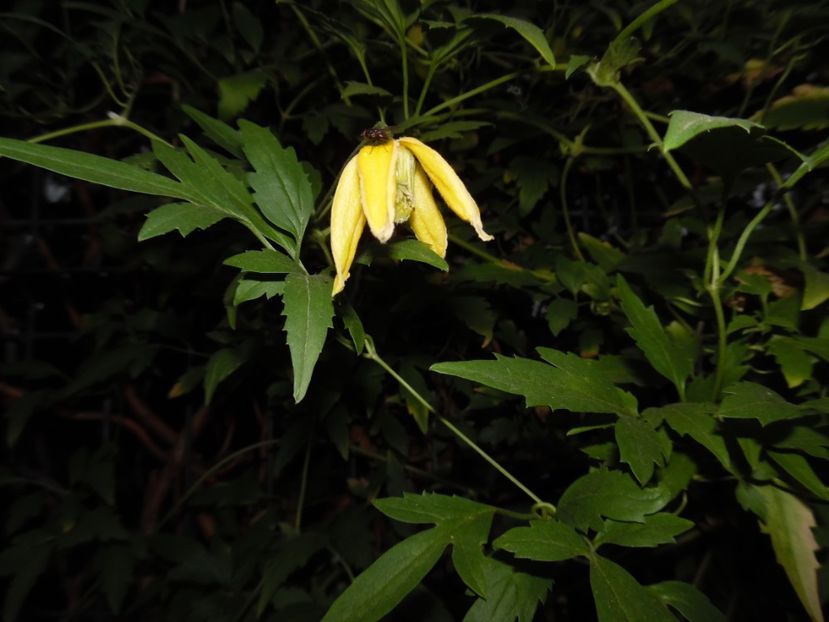 Tangutica - clematite infloriri