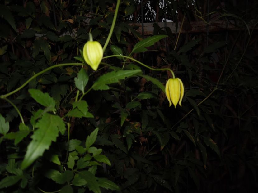 - clematite infloriri
