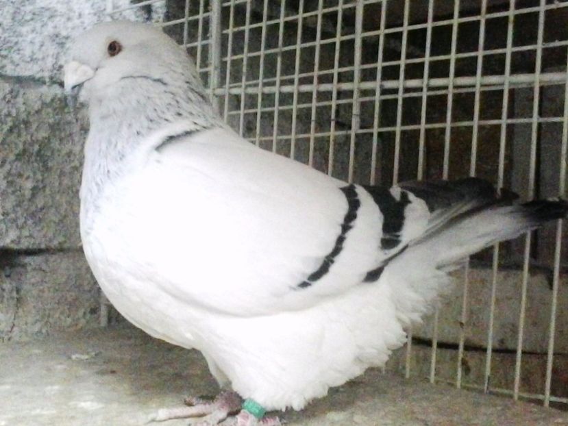 achizitie noua MARIUS NICOLAE - 09- PORUMBEI VRDF