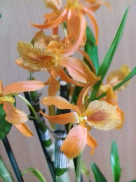  - Dendrobium nobile Firebird