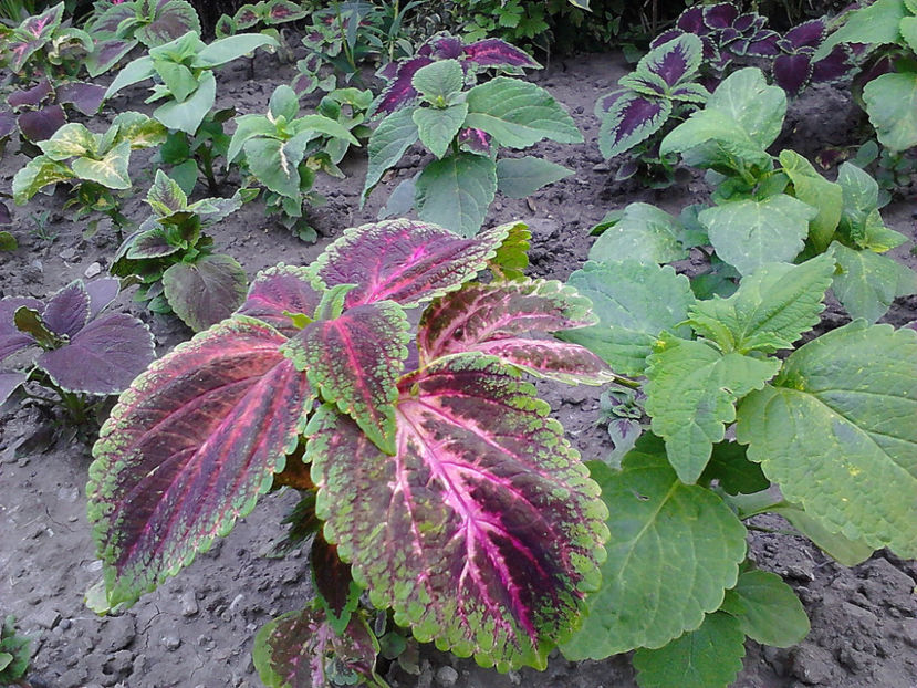 Picture0 011 038 - Coleus din seminte