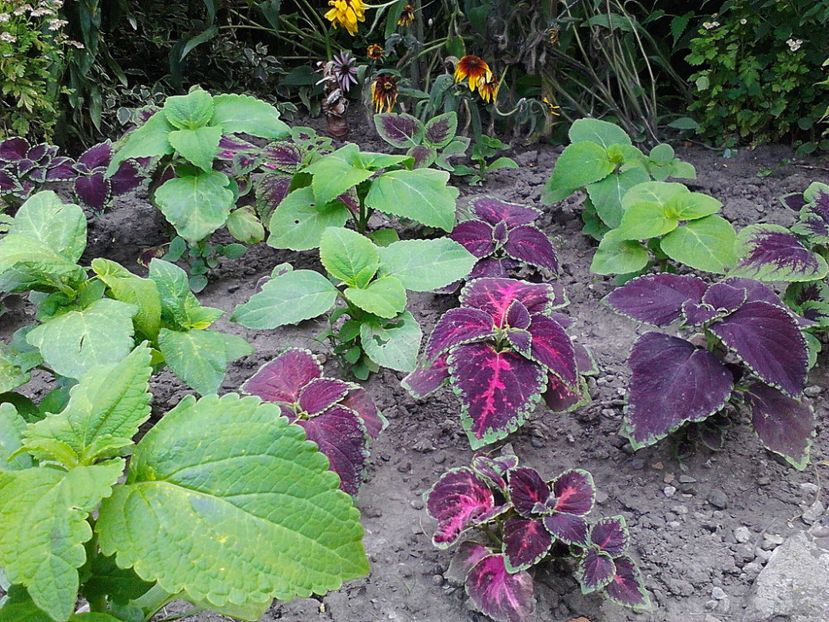 Picture0 011 040 - Coleus din seminte