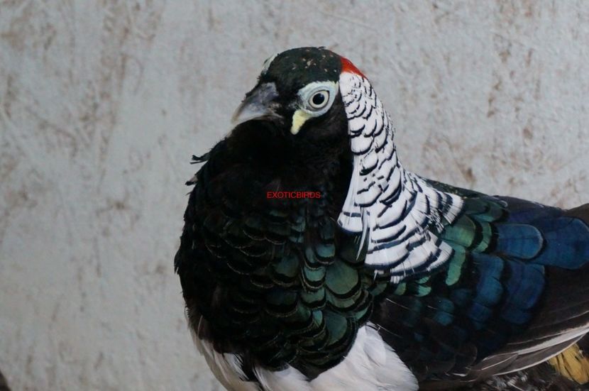  - DIAMANT-LADY AMHERST