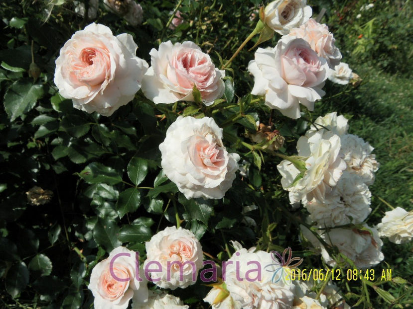 Larissa (3) - Trandafiri-lista in completare