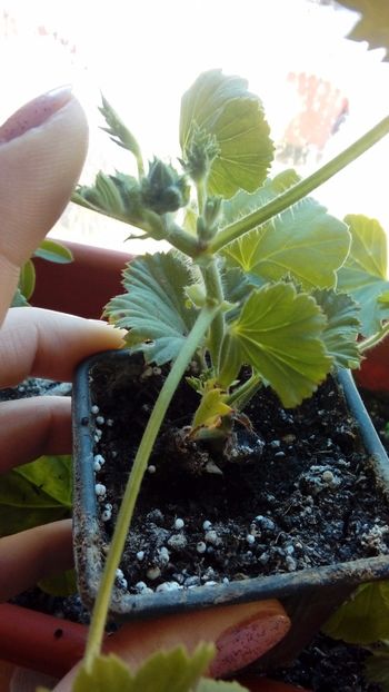 1485428422070-385819657