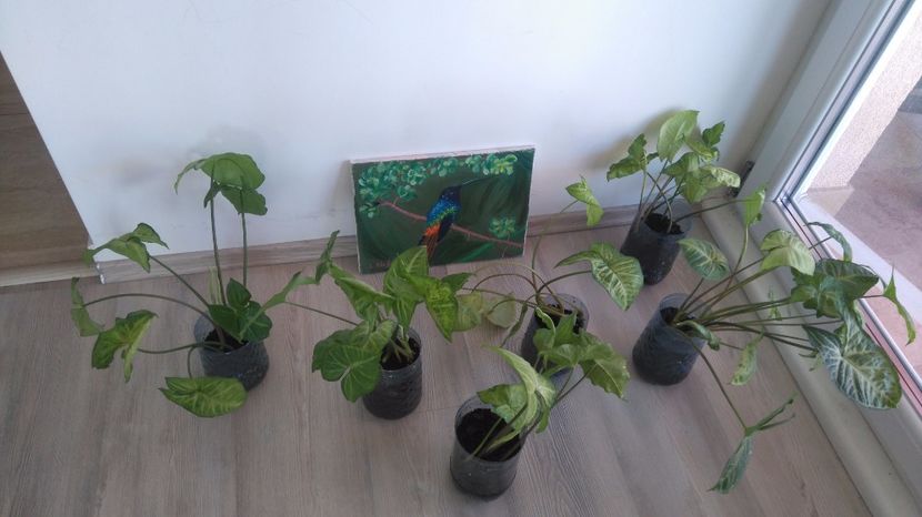 Syngonium - Plante de interior