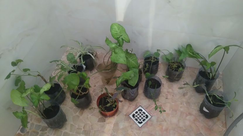 Pregatiri de primavara - Plante de interior