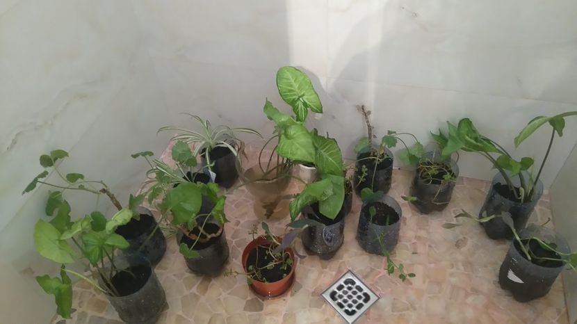 Pregatiri de primavara - Plante de interior