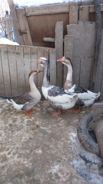 ; Boboci de anul 2016
