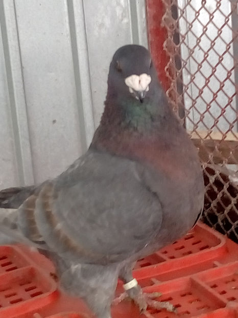  - Porumbei voiajori americani