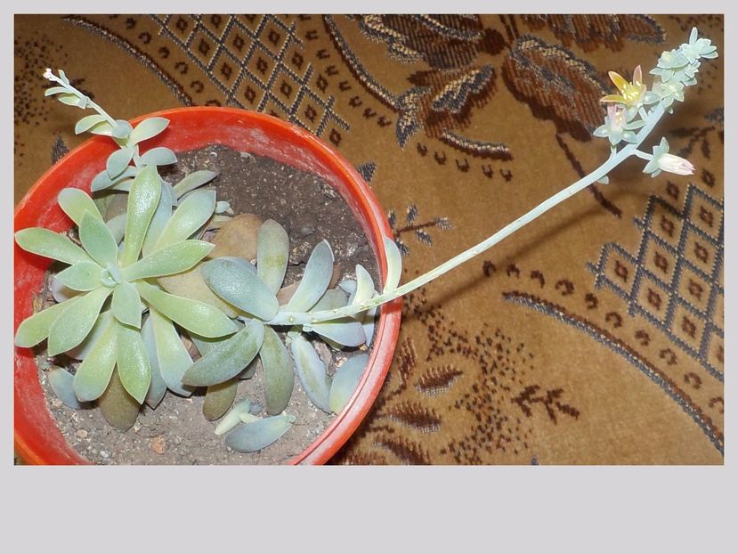  - Genul Graptopetalum