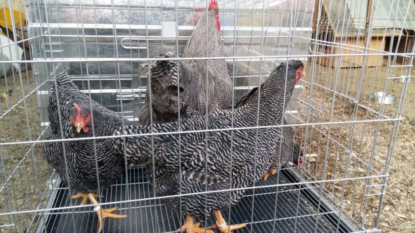  - fam 1 plymouth rock barat 2018