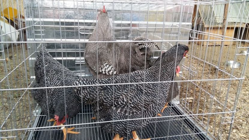  - fam 1 plymouth rock barat 2018