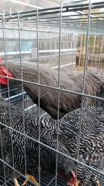  - fam 1 plymouth rock barat 2018