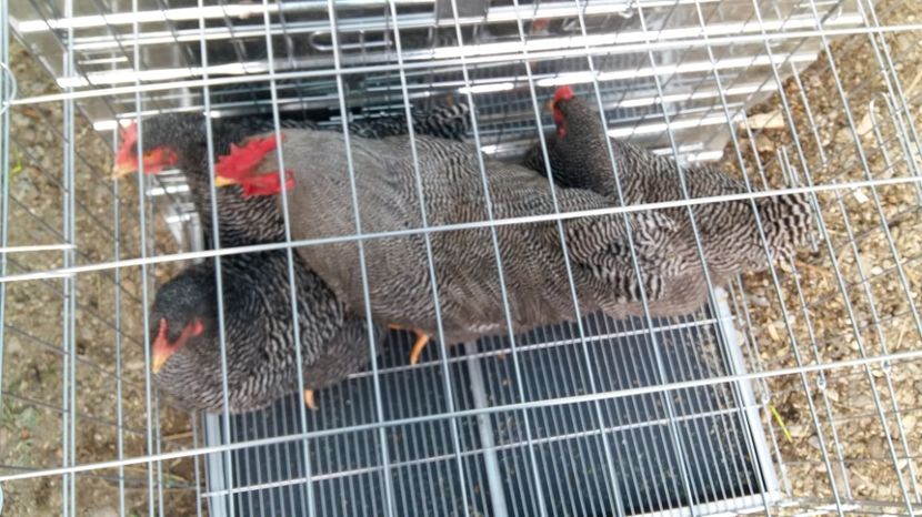 - fam 1 plymouth rock barat 2018
