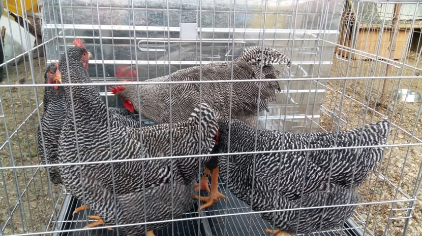  - fam 1 plymouth rock barat 2018