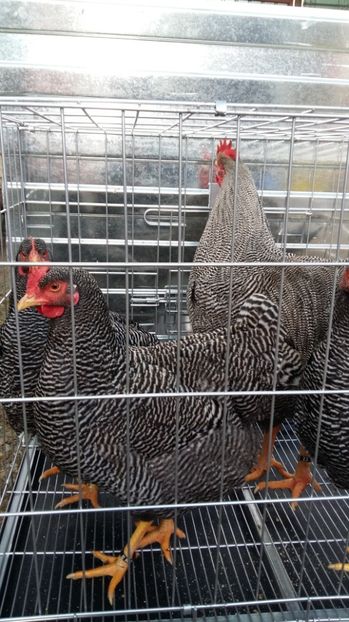  - fam 1 plymouth rock barat 2018