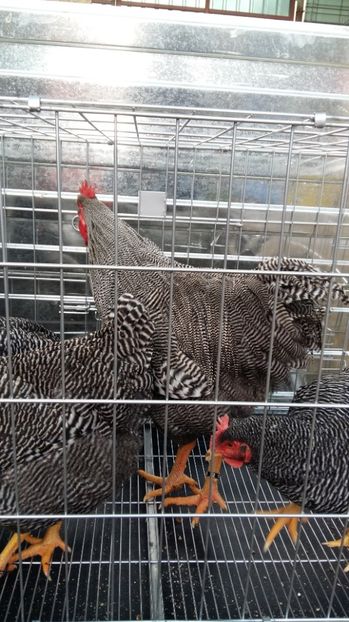  - fam 1 plymouth rock barat 2018
